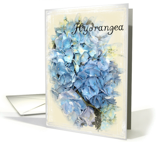 Blank Note Cards - Blue Hydrangea Flower card (186649)