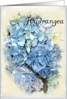 Blank Note Cards - Blue Hydrangea Flower card