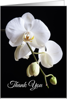 White Orchids on Black Sympathy Thank You card