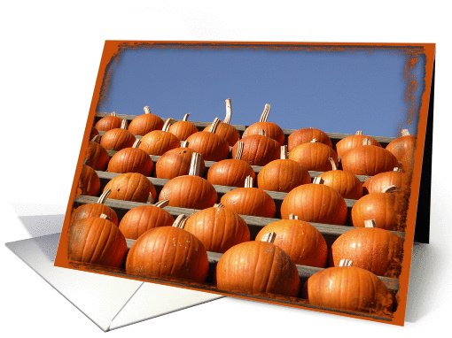 Orange Pumpkins in a Row - Blank Note card (224539)