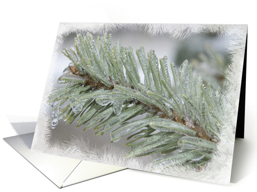 Icy Pine Needles - Blank Note card (241712)
