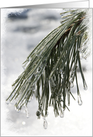 Icy Pine Needles - Blank Note Card