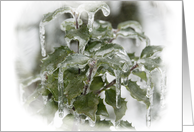 Happy Holly Days Christmas Card