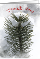 Snowy Pines - Thank...