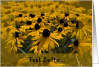 Get Well Soon - Yellow Black Eyed Susan Flowers card