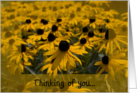 Thinking of You - Yellow Black Eyed Susan Flowers card