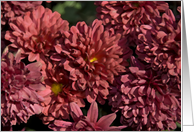 Red Chrysanthemums - Blank Note Cards