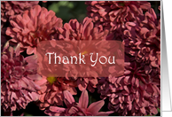 Thank You for Being Part of Wedding - Red Chrysanthemums card