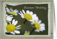 Summer Wedding Save the Date Announcement - White Daisies card