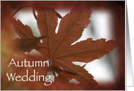 Autumn Wedding Save the Date Japanese Maple Leaves card