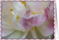 Blank Note Card - Fancy Pink and White Tulip card