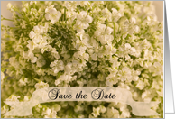 Wedding Save the Date Announcement White Baby’s Breath card