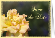 Wedding Save the Date Announcement Yellow Fancy Rose card