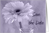 Wedding Save the Date Gerbera Daisy with Purple Tint card