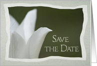 Wedding Save the Date Announcement White Spring Tulip card
