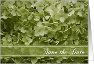 Wedding Save the Date Annabelle Hydrangea Green card