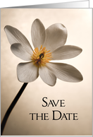 Elegant White Wildflower Wedding Save the Date Announcement card