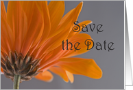 Orange Daisy Wedding Save the Date Announcement card