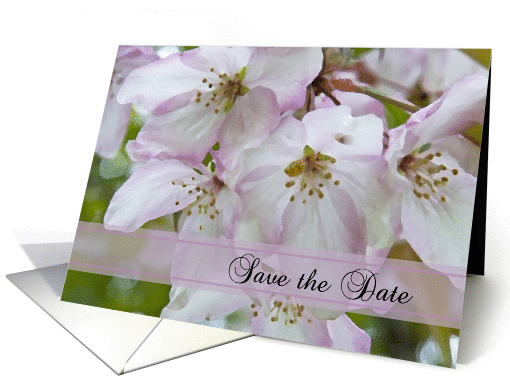 White and Pink Crab Apple Blossoms Wedding Save the Date... (805328)