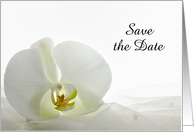 Wedding Save the Date Announcement White Orchid card