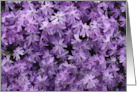 Purple phlox feel better card