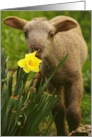 Easter Lamb with Narcissis Religious card