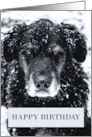 Birthday Older Black Dog in Snow card