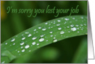 Encouragement After Job Loss Water Droplets on Blade of Grass card