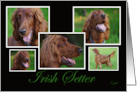 Irish Setter Collage Birthday card