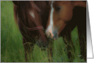 blank note card nuzzling horses card