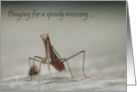 Get Well Speedy Recovery Praying Mantis card