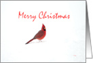 Christmas Male Cardinal in Snow card