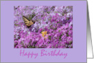 Birthday Butterfly Phlox Springtime card