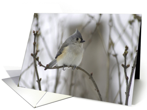 Sympathy:  bird on branch card (132594)