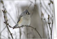 Sympathy: bird on branch card