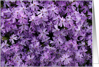 Purple phlox feel better card