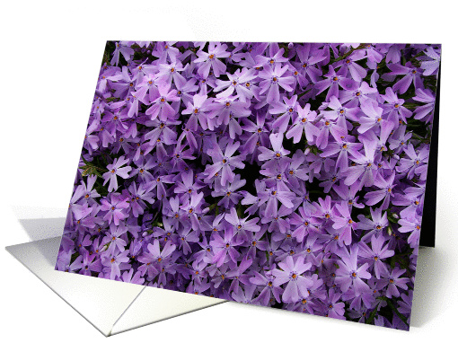 get well soon: purple phlox card (133338)