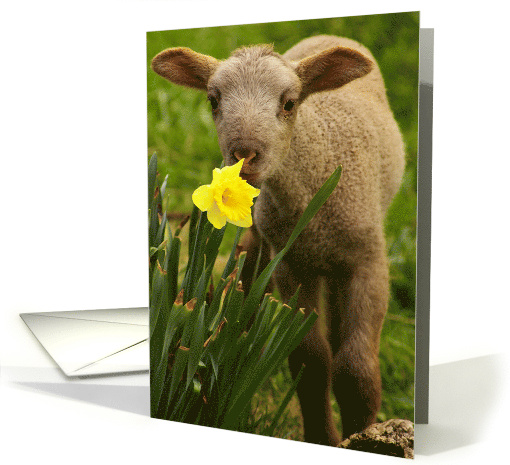 Easter Lamb with Narcissis Religious card (144555)