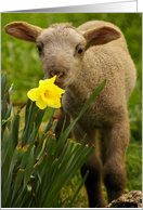 Easter Lamb with...