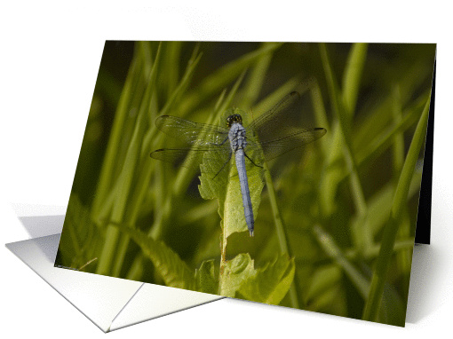 Happy Birthday:  Blue Dragonfly card (157704)
