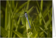 Happy Birthday: Blue Dragonfly card