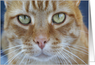 16th Birthday Close Up Green Eyed Cat card