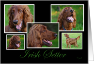Irish Setter Collage...