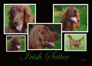 Irish Setter Collage...