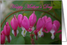 mother’s day: arc of bleeding hearts card