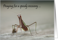 Get Well Speedy Recovery Praying Mantis card