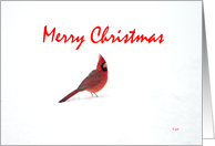 Merry Christmas : Cardinal in the snow card
