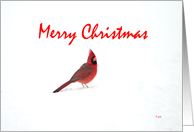 Christmas Male Cardinal in Snow card