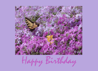 Birthday Butterfly...
