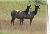 Doe Elk Duo Birthday card